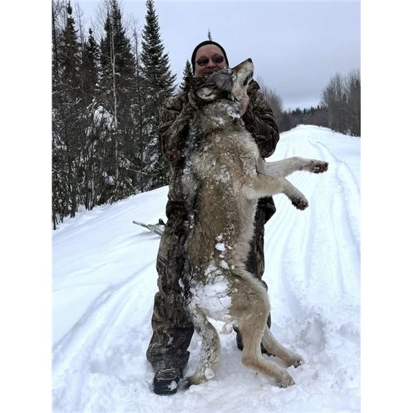 5-day Ontario Wolf Hunt, 1 Hunter - Kapriver Outfitters