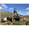 Image 11 : La Espadella $3,000 Credit Red Stag or Mouflon or Fallow Deer + $1,000 Credit Beseite Ibex