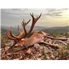 Image 2 : La Espadella $3,000 Credit Red Stag or Mouflon or Fallow Deer + $1,000 Credit Beseite Ibex