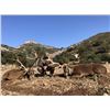 Image 9 : La Espadella $3,000 Credit Red Stag or Mouflon or Fallow Deer + $1,000 Credit Beseite Ibex