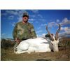 Image 8 : Leopard Valley Safari – South Africa / Plains Game Hunt for 2 Hunters ($3,000 Credit)