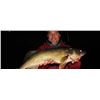 Image 2 : Kinn’s Sport Fishing – Sturgeon Bay Wisconsin / Walleye Fishing for 4 Anglers