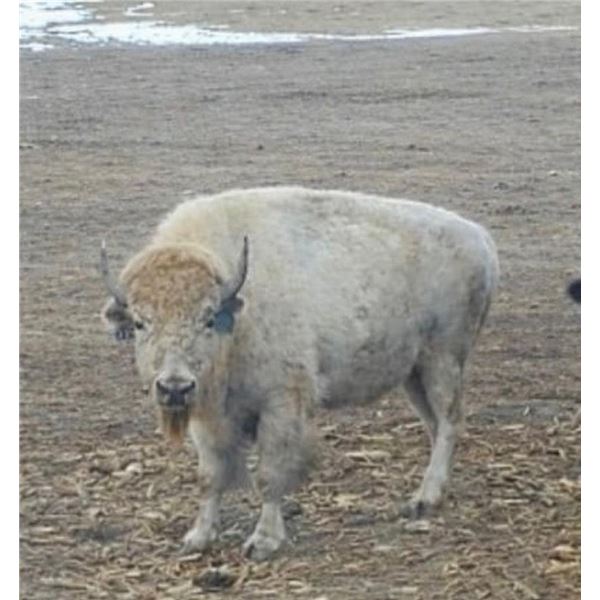 White Bison Hunt in South Dakota – Prairie Sky Ranch