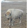 Image 1 : White Bison Hunt in South Dakota – Prairie Sky Ranch