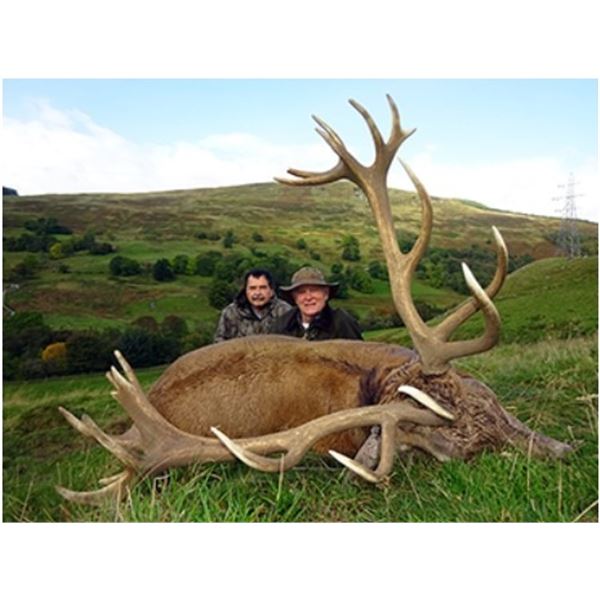 International Adventures Unlimited - Scotland Red Stag (Hill Stag), 1 Hunter