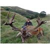 Image 5 : International Adventures Unlimited - Scotland Red Stag (Hill Stag), 1 Hunter