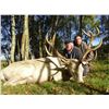 Image 9 : International Adventures Unlimited - Scotland Red Stag (Hill Stag), 1 Hunter