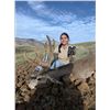Image 1 : AZ B and B Outfitters – Arizona Mule Deer or Couse Deer for 2 Hunters (Archery or Rifle)