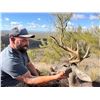 Image 3 : AZ B and B Outfitters – Arizona Mule Deer or Couse Deer for 2 Hunters (Archery or Rifle)