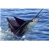 Image 4 : Lad Shunneson – Fish Slamming Safari - Blue Marlin, Sail Fish, Roosterfish (2 Anglers)