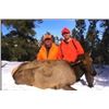 Image 3 : Lickity Split Outfitters – Utah, Cow Elk Hunt for 1 Hunter
