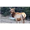 Image 4 : Lickity Split Outfitters – Utah, Cow Elk Hunt for 1 Hunter
