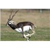 Image 4 : Catena Safaris-Patagonia Argentina Big Game Hunt – 4 Hunters, 4 Trophies