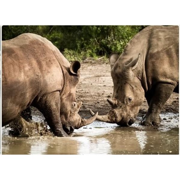 Kido Safaris: South African Photo Safari - 2 People 6 night/7days