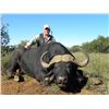 Image 1 : Leopard’s Valley Safaris – 7 Day Cape Buffalo Hunt, 1 Hunter Plus 375 H&H