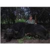 Image 2 : Leopard’s Valley Safaris – 7 Day Cape Buffalo Hunt, 1 Hunter Plus 375 H&H