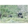 Image 6 : Leopard’s Valley Safaris – 7 Day Cape Buffalo Hunt, 1 Hunter Plus 375 H&H