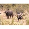 Image 7 : Leopard’s Valley Safaris – 7 Day Cape Buffalo Hunt, 1 Hunter Plus 375 H&H