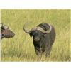 Image 8 : Leopard’s Valley Safaris – 7 Day Cape Buffalo Hunt, 1 Hunter Plus 375 H&H