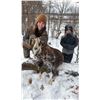 Image 11 : Minnesota Youth Ram Hunt for One Hunter - 1 Day