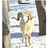 Image 12 : Minnesota Youth Ram Hunt for One Hunter - 1 Day
