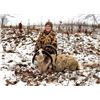 Image 3 : Minnesota Youth Ram Hunt for One Hunter - 1 Day