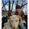 Image 5 : Minnesota Youth Ram Hunt for One Hunter - 1 Day