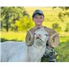 Image 8 : Minnesota Youth Ram Hunt for One Hunter - 1 Day