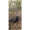 Image 9 : Minnesota Youth Ram Hunt for One Hunter - 1 Day