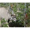 Image 10 : Wild Skies Cabin Rental – NW Colorado / Unguided Hunt for 1 Hunter
