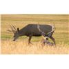 Image 11 : Wild Skies Cabin Rental – NW Colorado / Unguided Hunt for 1 Hunter