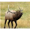 Image 3 : Wild Skies Cabin Rental – NW Colorado / Unguided Hunt for 1 Hunter