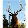 Image 4 : Wild Skies Cabin Rental – NW Colorado / Unguided Hunt for 1 Hunter