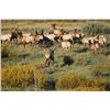 Image 9 : Wild Skies Cabin Rental – NW Colorado / Unguided Hunt for 1 Hunter