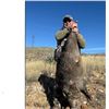 Image 1 : AZ B and B Outfitters – Arizona Javelina for 2 Hunters (Archery or Rifle)