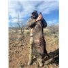 Image 2 : AZ B and B Outfitters – Arizona Javelina for 2 Hunters (Archery or Rifle)