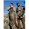 Image 3 : AZ B and B Outfitters – Arizona Javelina for 2 Hunters (Archery or Rifle)
