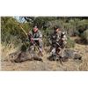 Image 4 : AZ B and B Outfitters – Arizona Javelina for 2 Hunters (Archery or Rifle)