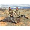 Image 5 : AZ B and B Outfitters – Arizona Javelina for 2 Hunters (Archery or Rifle)