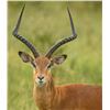 Image 3 : South Africa, Eastern Cape– 7 Hunting Days, 3 Hunters