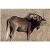 Image 5 : South Africa, Eastern Cape– 7 Hunting Days, 3 Hunters