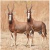 Image 7 : South Africa, Eastern Cape– 7 Hunting Days, 3 Hunters