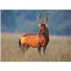 Image 8 : South Africa, Eastern Cape– 7 Hunting Days, 3 Hunters