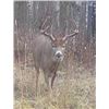 Image 6 : Bakers Adrenaline Outfitters – Alberta Archery Whitetail 2 Hunters