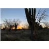 Image 4 : Mexican Coues Deer Hunt 2 Hunters (Safari Unlimted)
