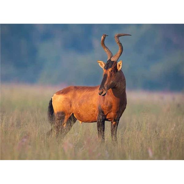 Africa Maximum Safaris-2 Hunters, 5 Species (1 each) & 2 Observers