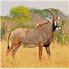 Image 13 : Leopard’s Valley Safaris – Credit Towards Eland, Red Lechwa, Sable, Roan, Giraffe 
