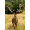 Image 6 : Southern Peak Safari – New Zealand  Red Stag 450-480” for 1 Hunter