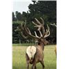 Image 7 : Southern Peak Safari – New Zealand  Red Stag 450-480” for 1 Hunter