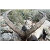 Image 4 : Corju Hunting Spain: 2 Southeastern Ibex Hunt – 2 Hunters